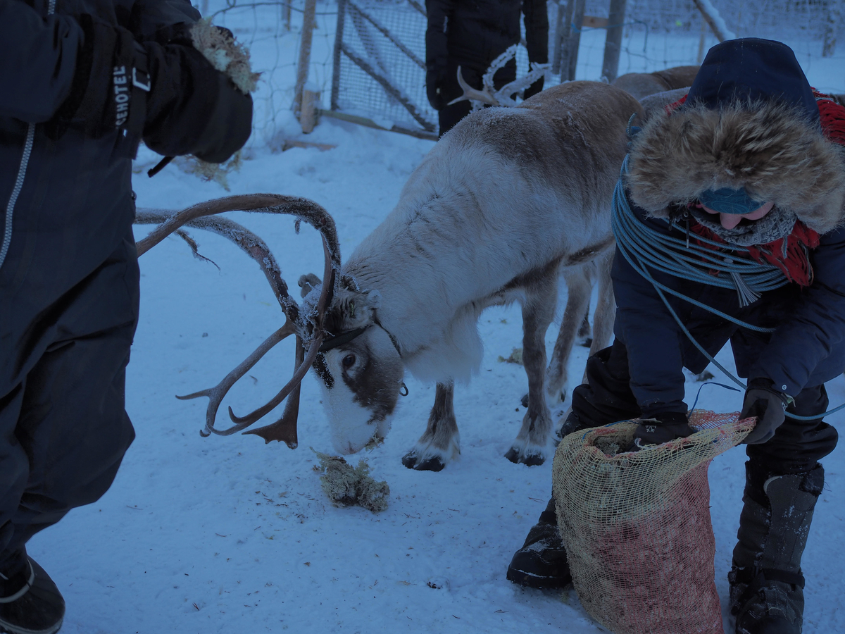 f:id:alfa_svensk:20210314035222j:plain