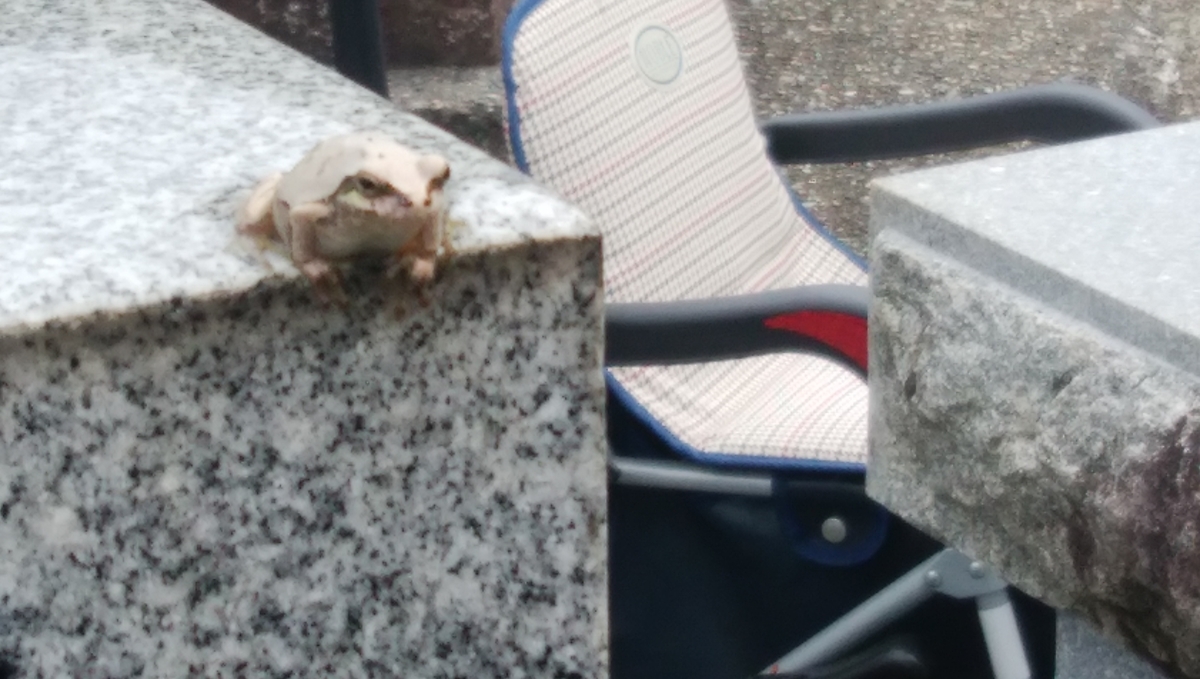 f:id:alfalfavamuda:20190917002543j:plain