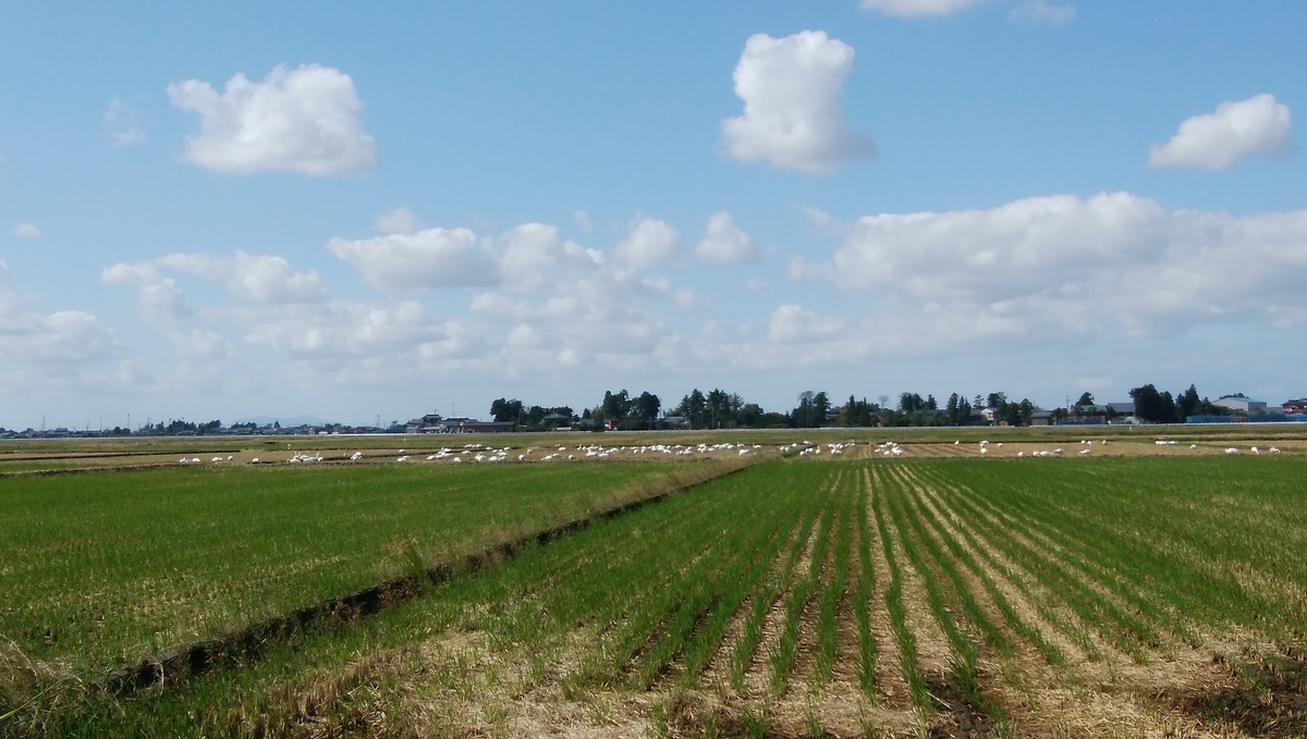 f:id:alfalfavamuda:20191016115947j:plain