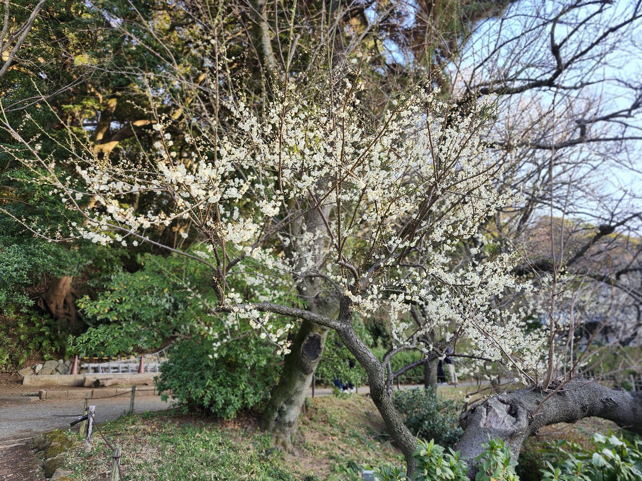 f:id:alfaromeoandyui:20260216175533j:image