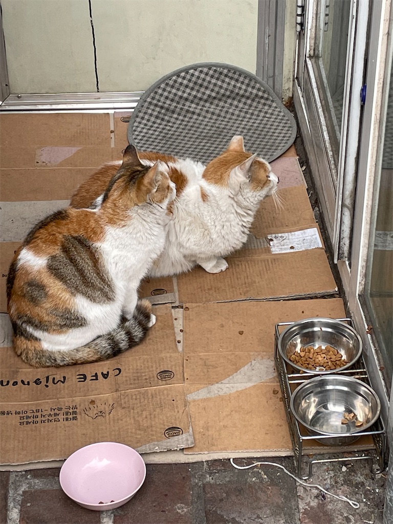 f:id:alfpdl:20240205162856j:image f:id:alfpdl:20240205162856j:image