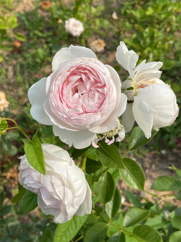 f:id:alfpdl:20240610120755j:image f:id:alfpdl:20240610120755j:image