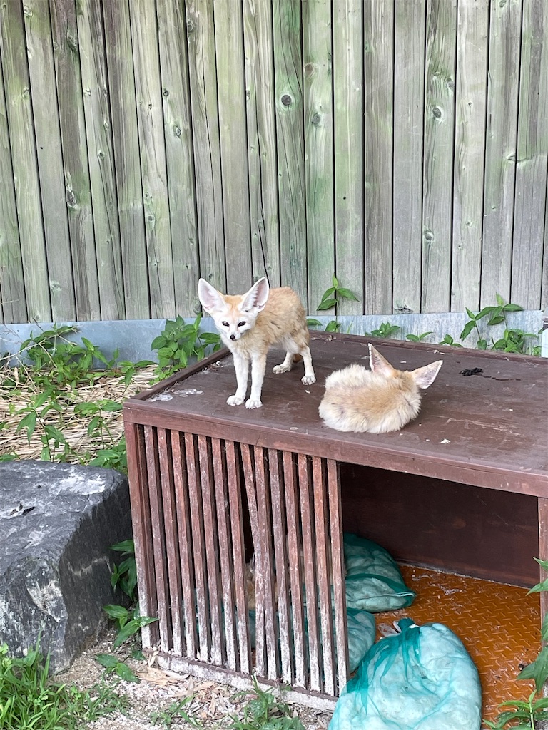 f:id:alfpdl:20240612150007j:image