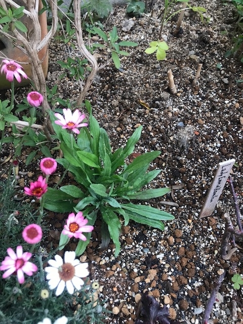 f:id:algernonab:20190302054934j:plain f:id:algernonab:20190302054934j:plain