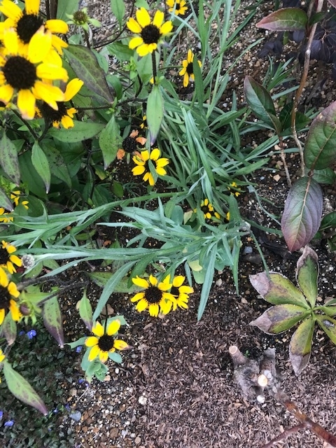 f:id:algernonab:20190302055104j:plain f:id:algernonab:20190302055104j:plain