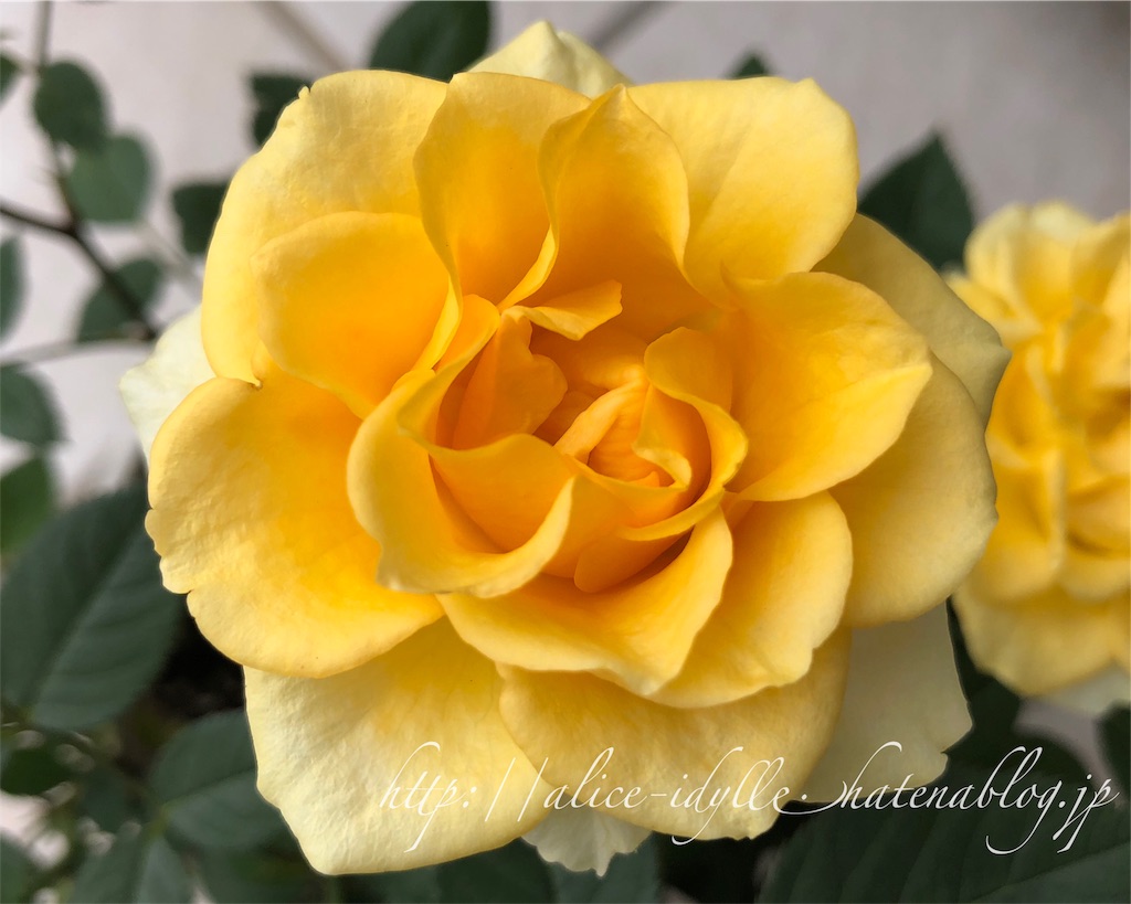 庭】Rosa.min 庭】Rosa.min