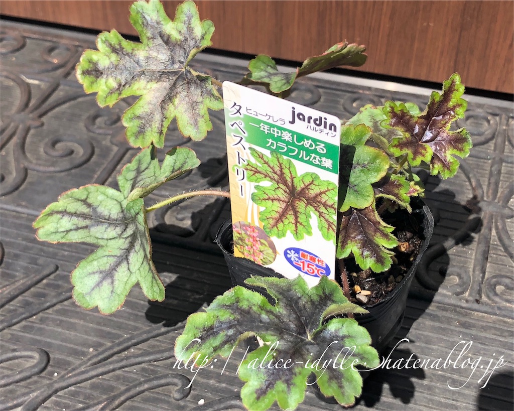 庭 ヒューケラ狩ってきた 物花事