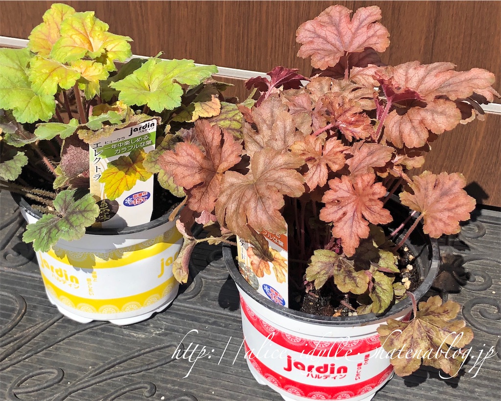 庭 ヒューケラ狩ってきた 物花事