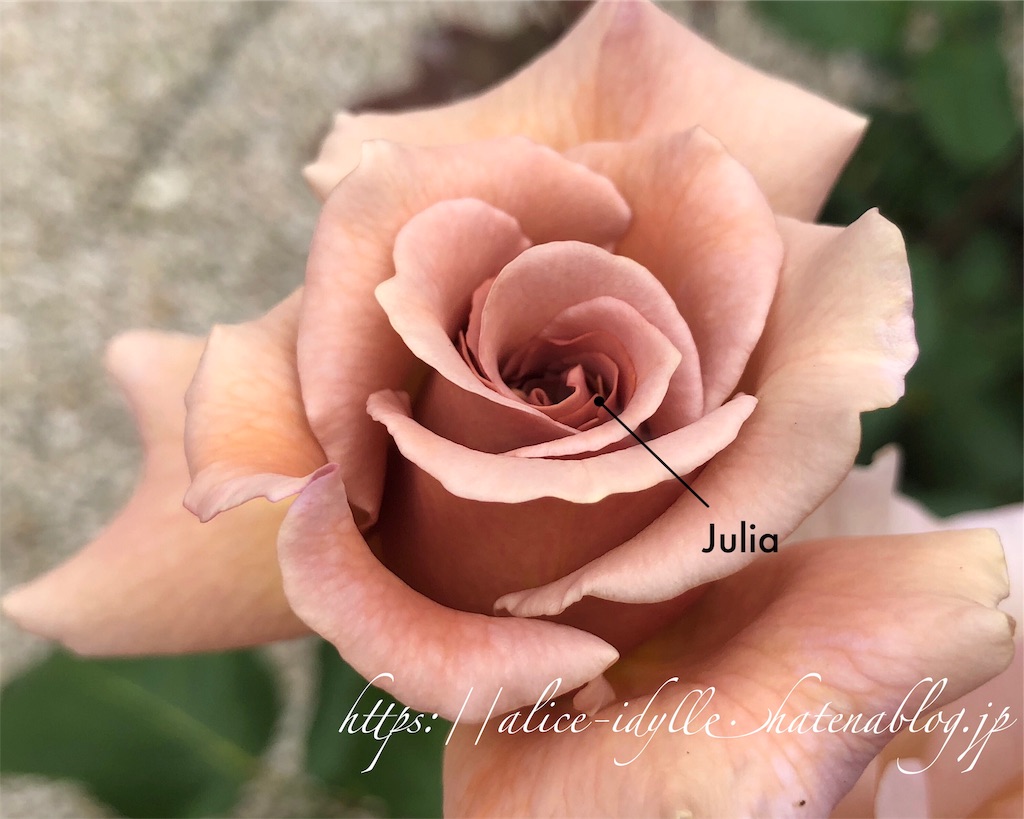 庭 さよならなバラ 物花事