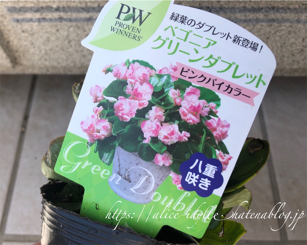 庭 春 夏の花 ベゴニア ペチュニア コリウス 物花事