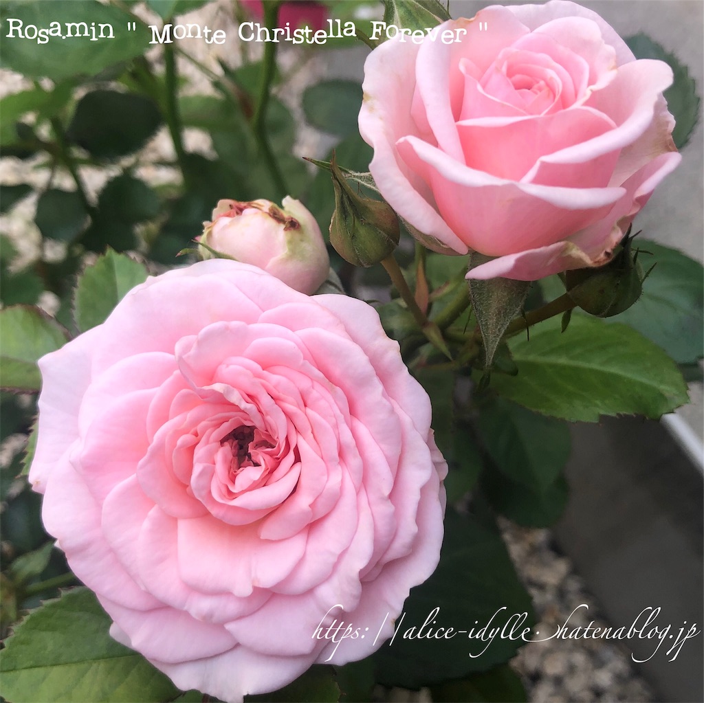 庭 庭の片っ端から咲いてるミニバラの写真撮ってみた 物花事