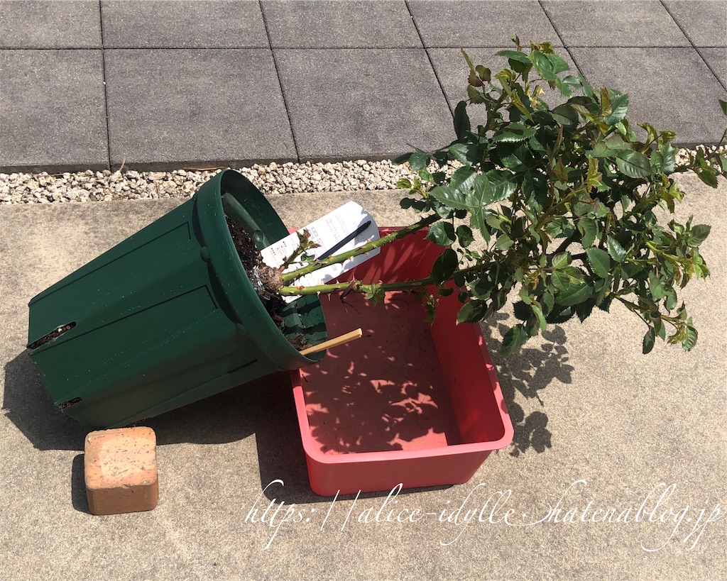 f:id:alice85:20190606064230j:image f:id:alice85:20190606064230j:image