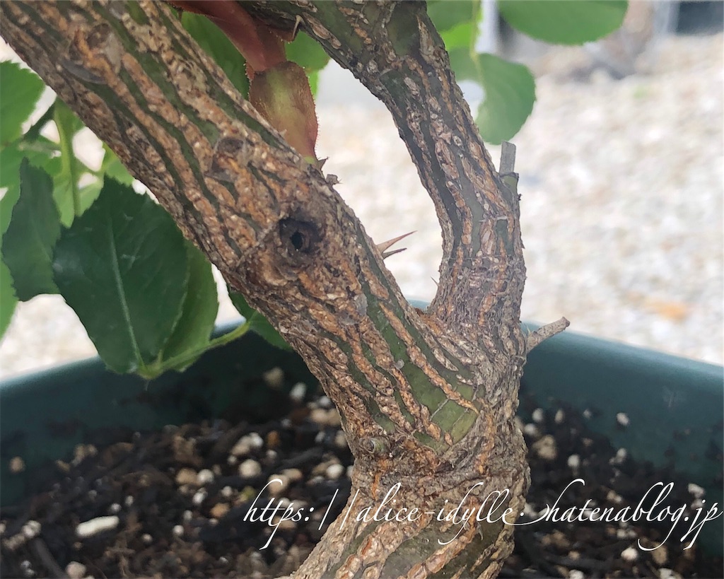 f:id:alice85:20190606064426j:image f:id:alice85:20190606064426j:image