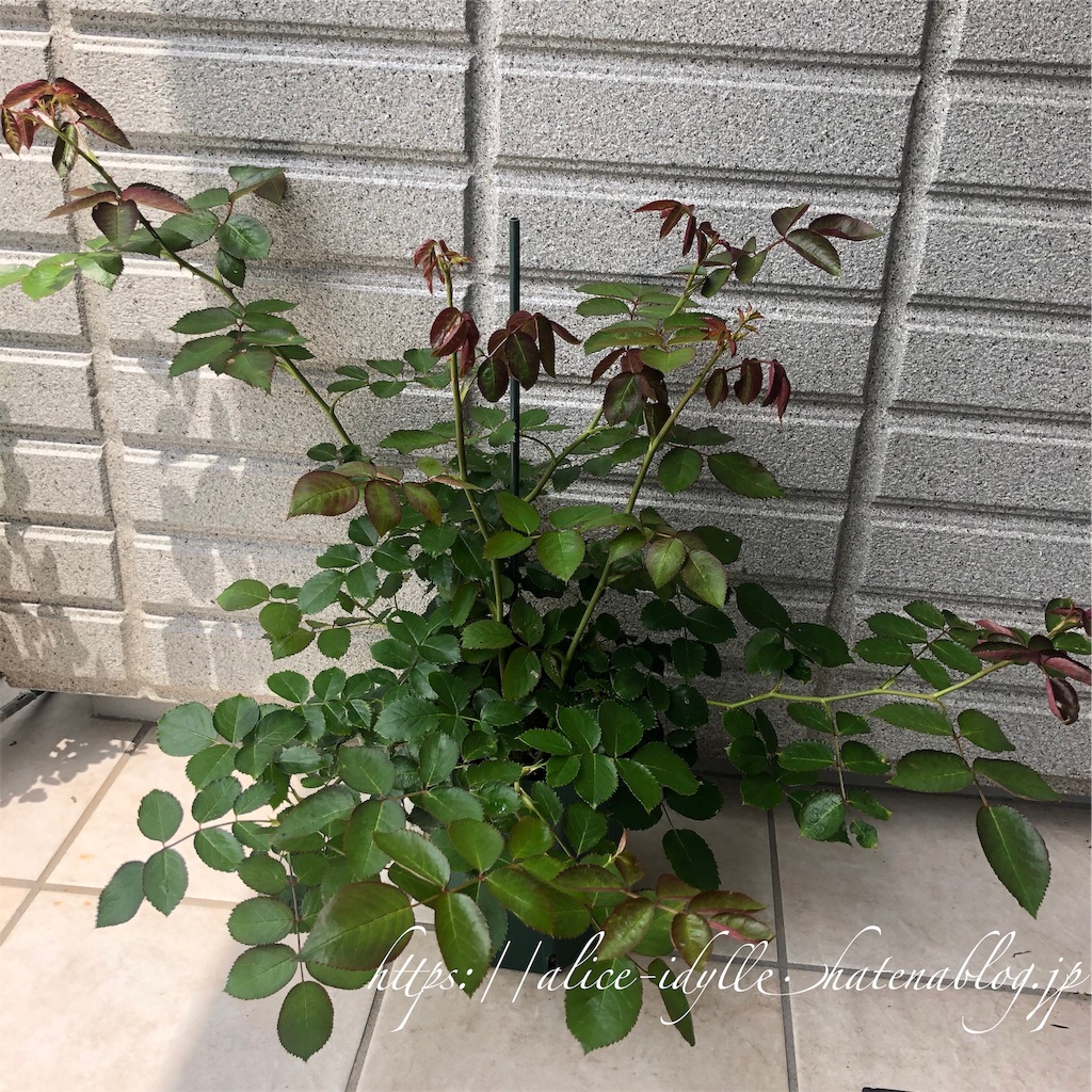f:id:alice85:20190606064450j:image f:id:alice85:20190606064450j:image