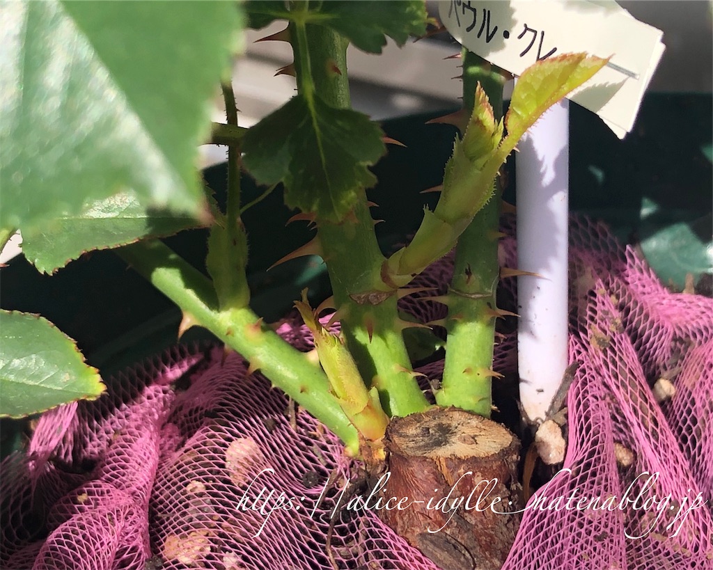 f:id:alice85:20190606130936j:image f:id:alice85:20190606130936j:image
