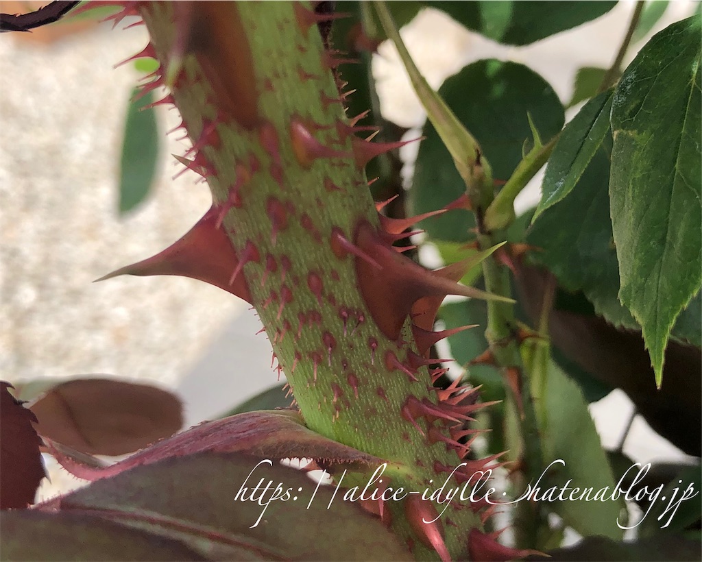 f:id:alice85:20190606134033j:image f:id:alice85:20190606134033j:image