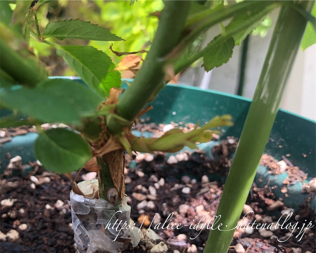f:id:alice85:20190609153054j:image f:id:alice85:20190609153054j:image
