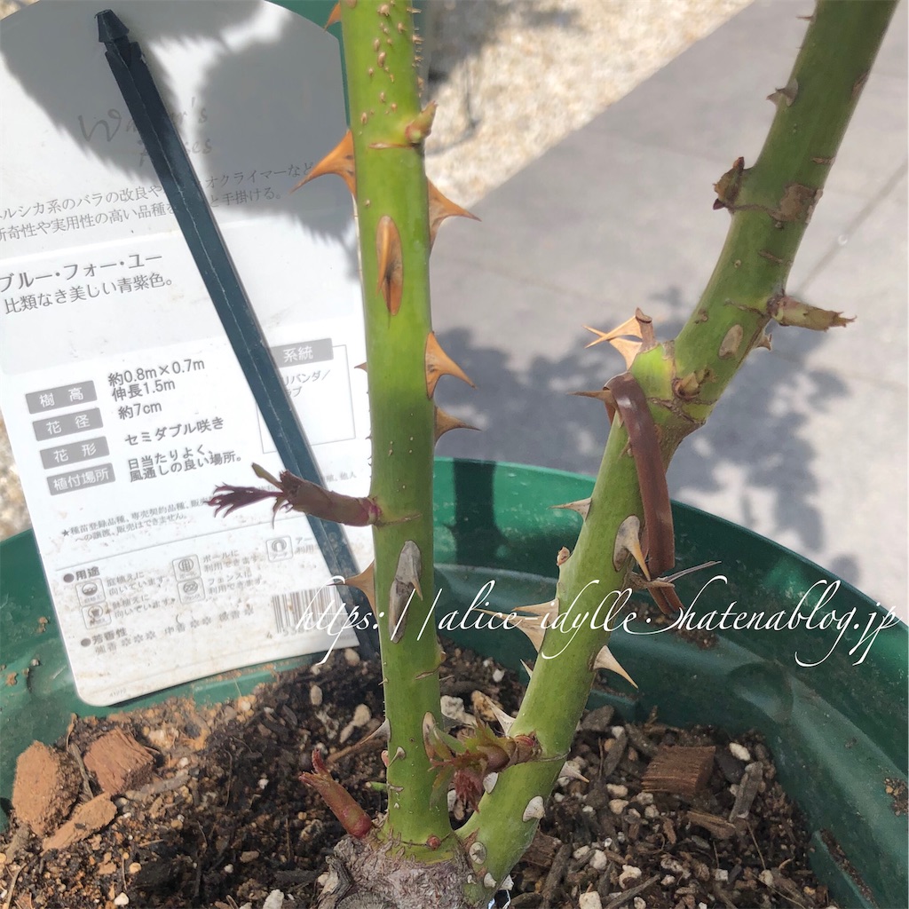 f:id:alice85:20190611130229j:image f:id:alice85:20190611130229j:image