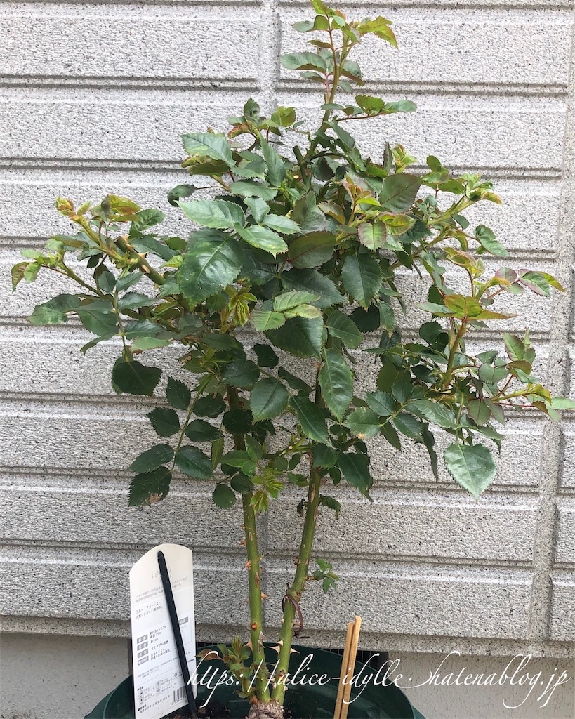 f:id:alice85:20190611130313j:image f:id:alice85:20190611130313j:image