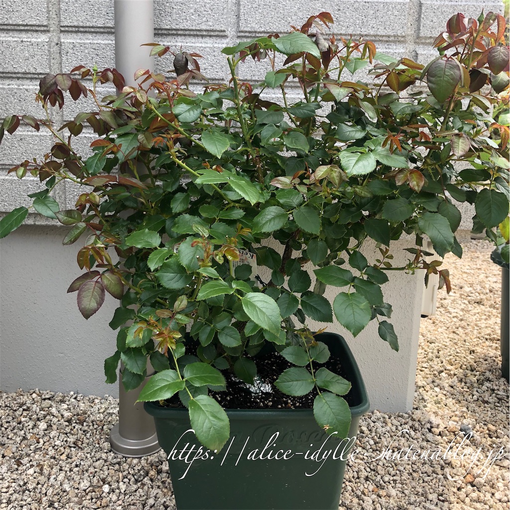 f:id:alice85:20190611131214j:image f:id:alice85:20190611131214j:image