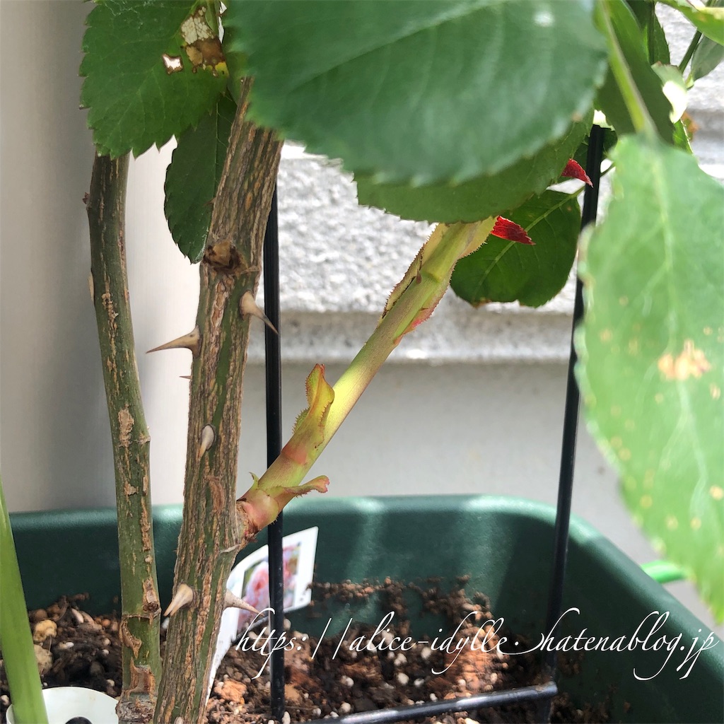 f:id:alice85:20190611131817j:image f:id:alice85:20190611131817j:image