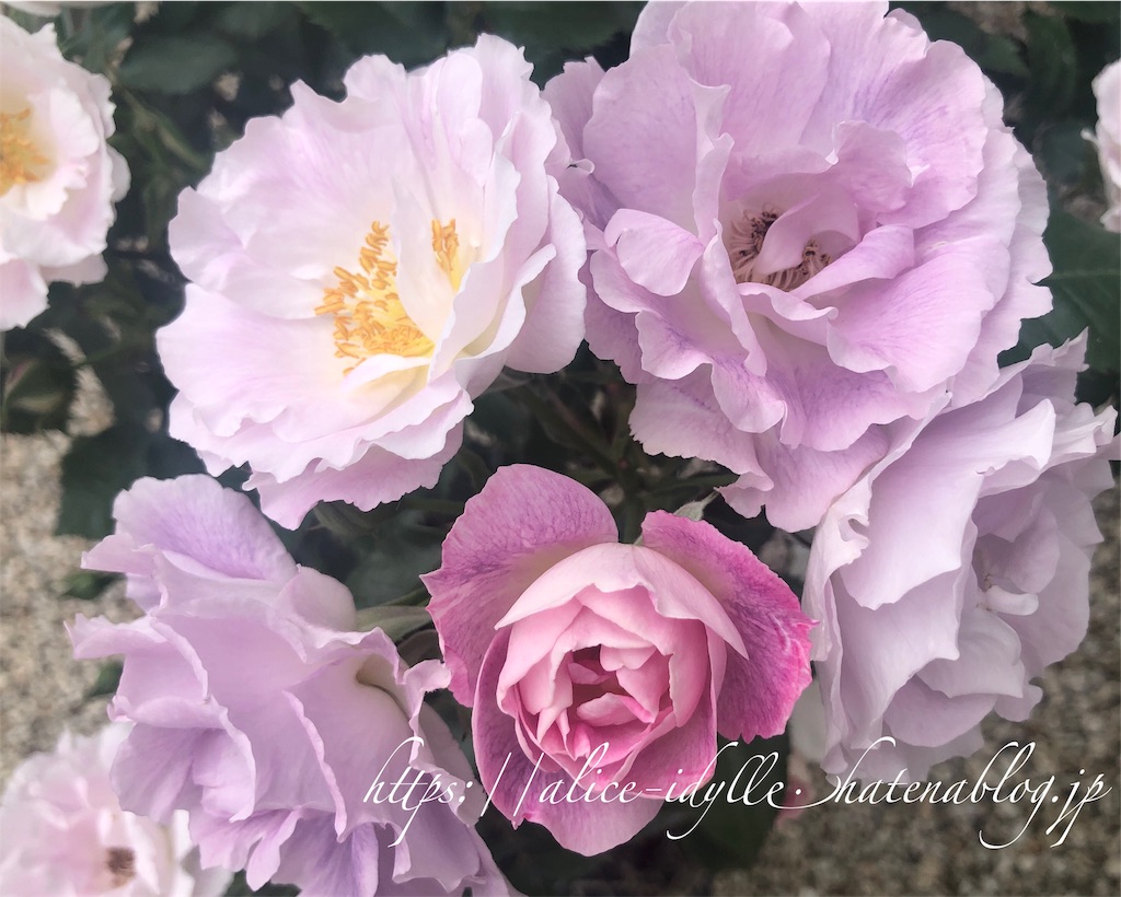 f:id:alice85:20190616223447j:image f:id:alice85:20190616223447j:image