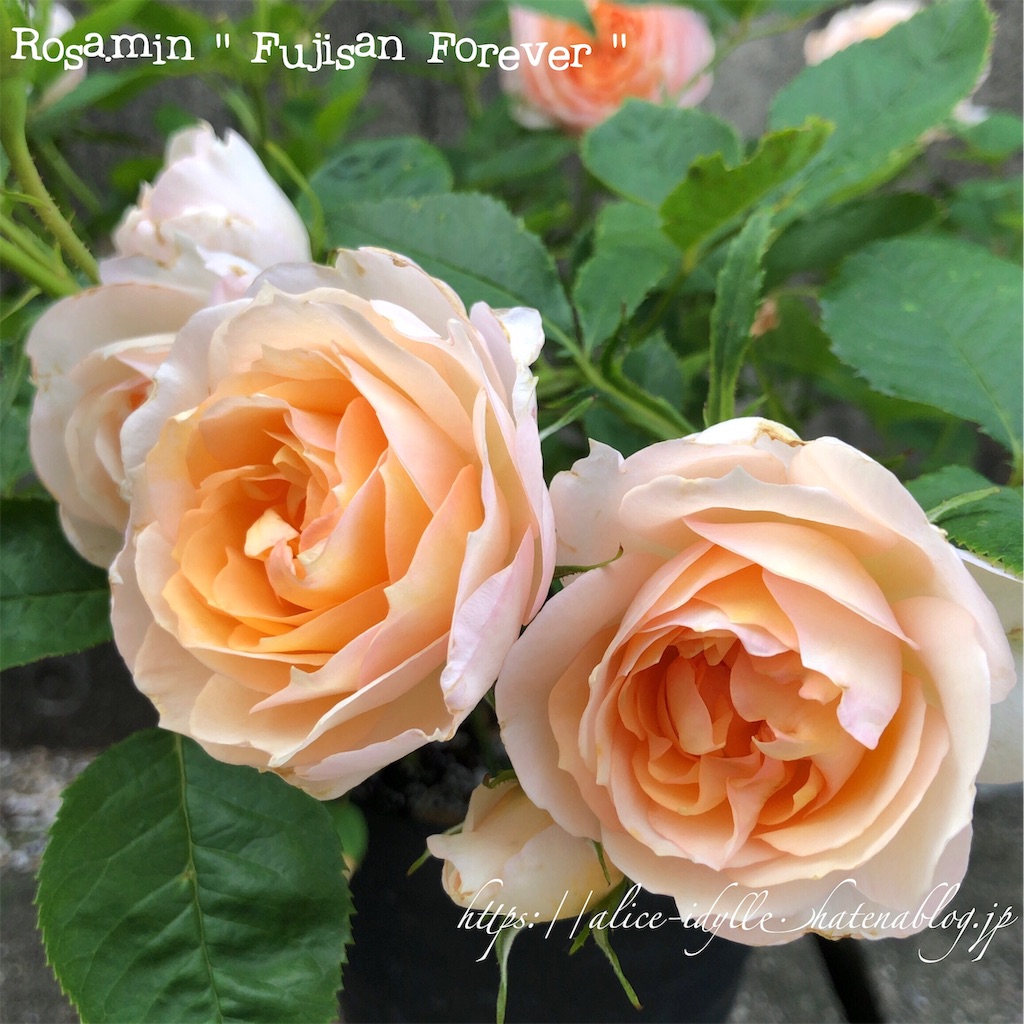 庭 庭の片っ端から咲いてるミニバラの写真撮ってみた その 物花事