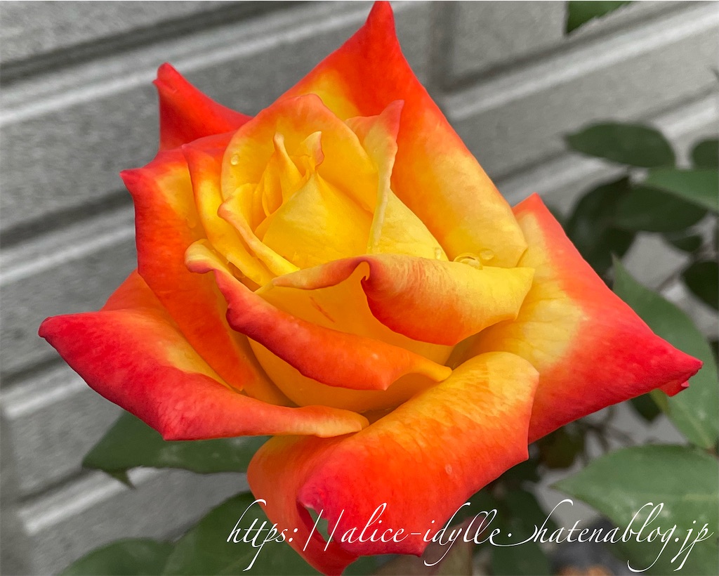 f:id:alice85:20230429142801j:image