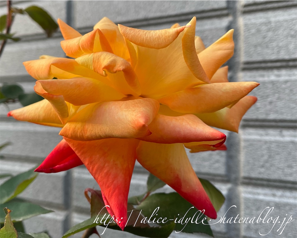 f:id:alice85:20230429142803j:image