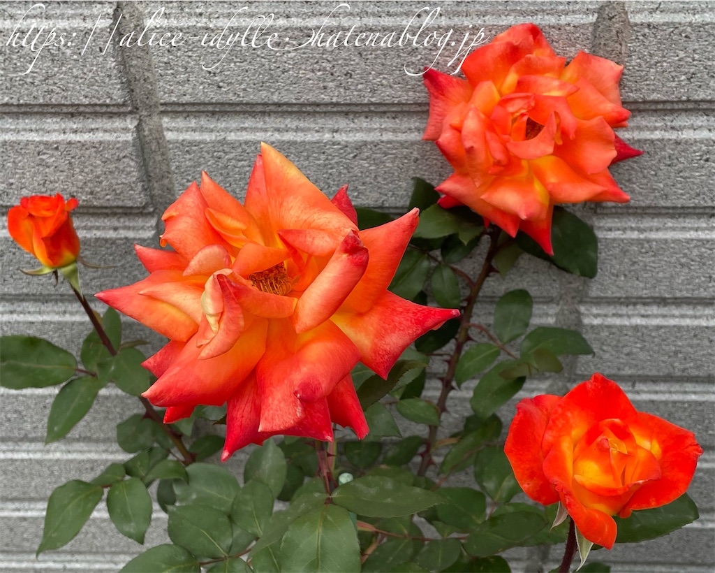 f:id:alice85:20230429142806j:image