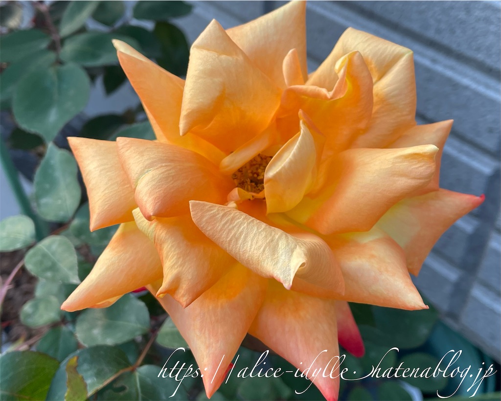 f:id:alice85:20230429142809j:image