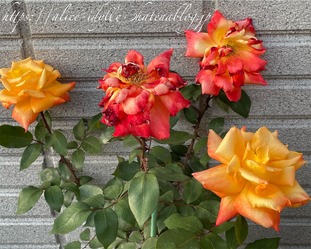 f:id:alice85:20230429142812j:image