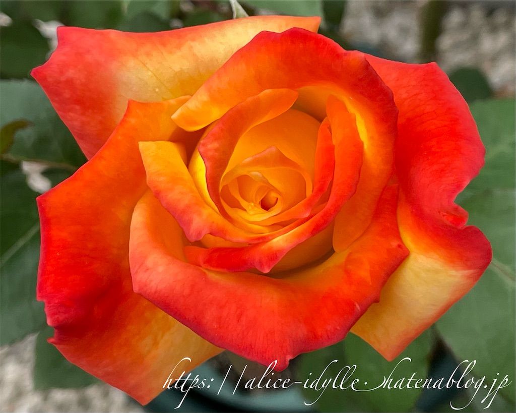 f:id:alice85:20230429142814j:image