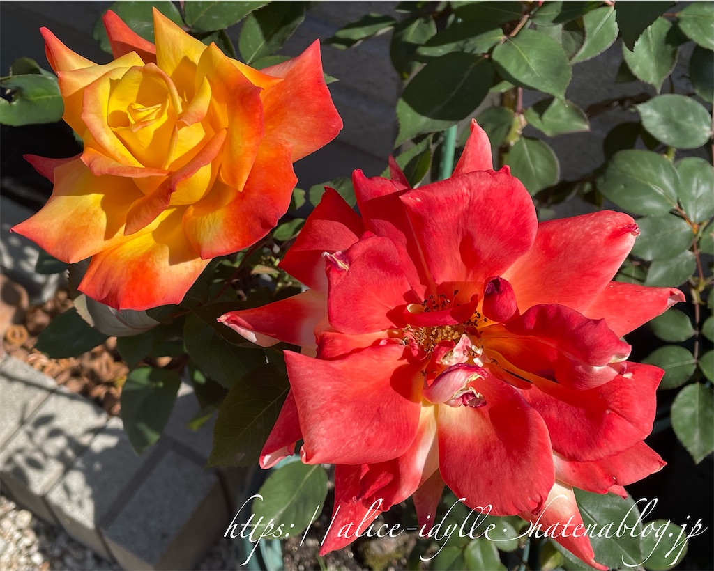 f:id:alice85:20230429142817j:image