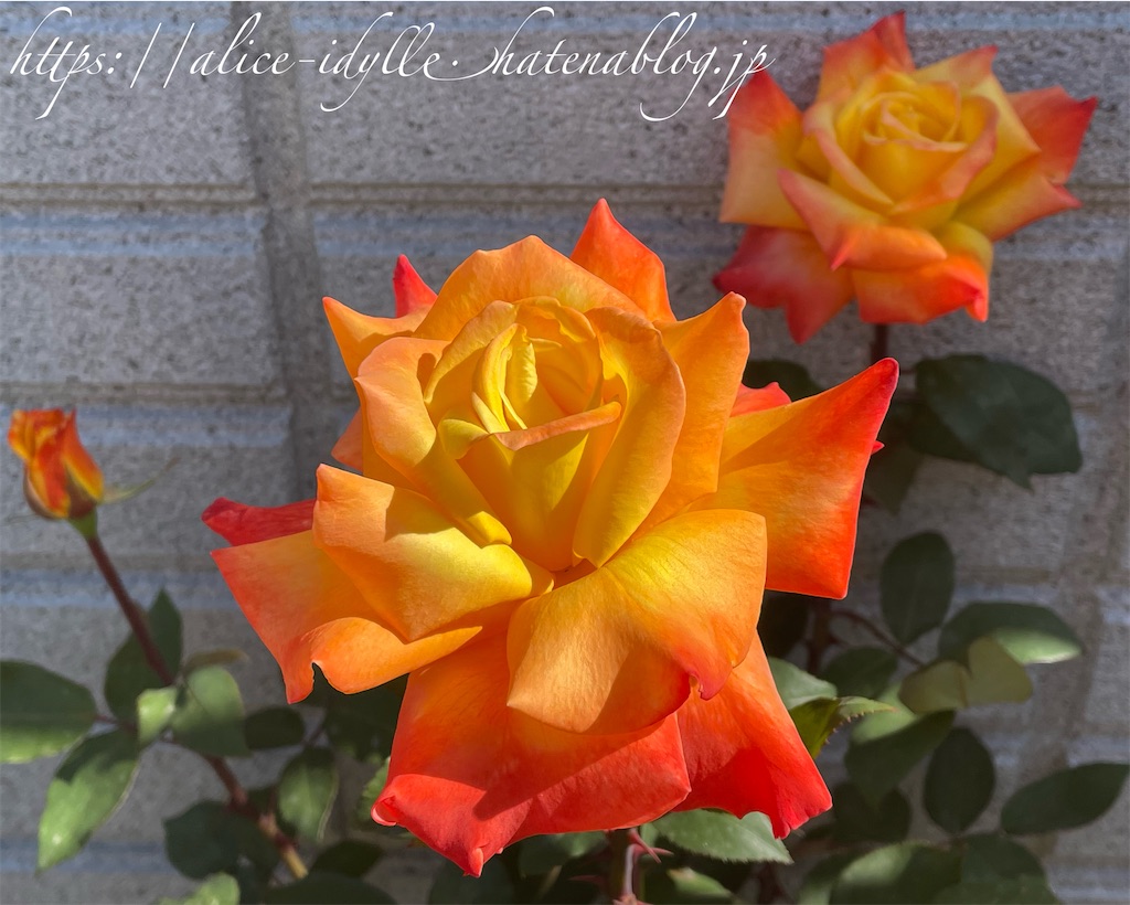 f:id:alice85:20230429142821j:image