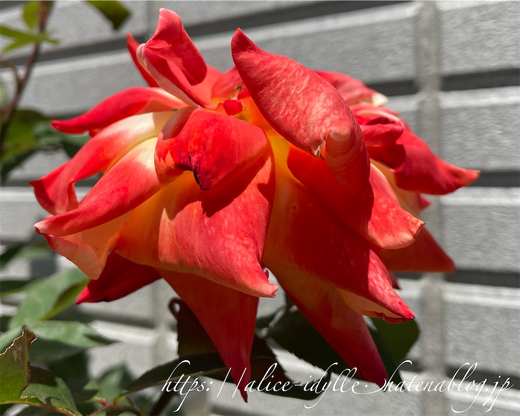 f:id:alice85:20230429142824j:image