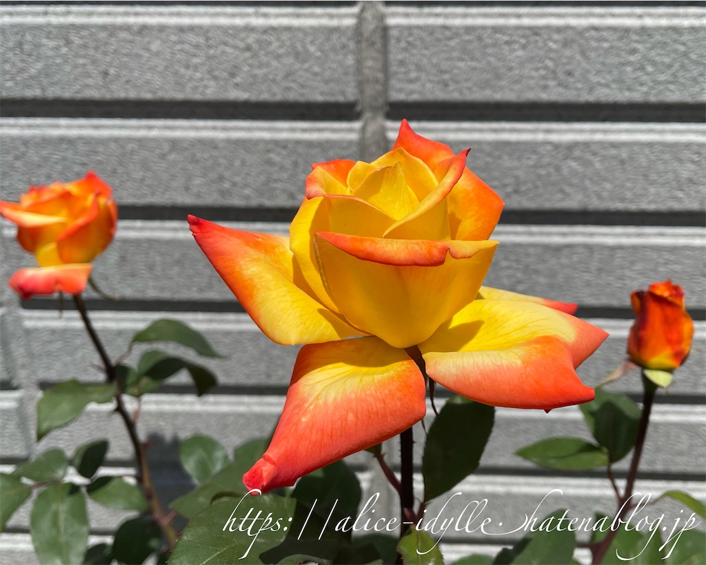 f:id:alice85:20230429142827j:image