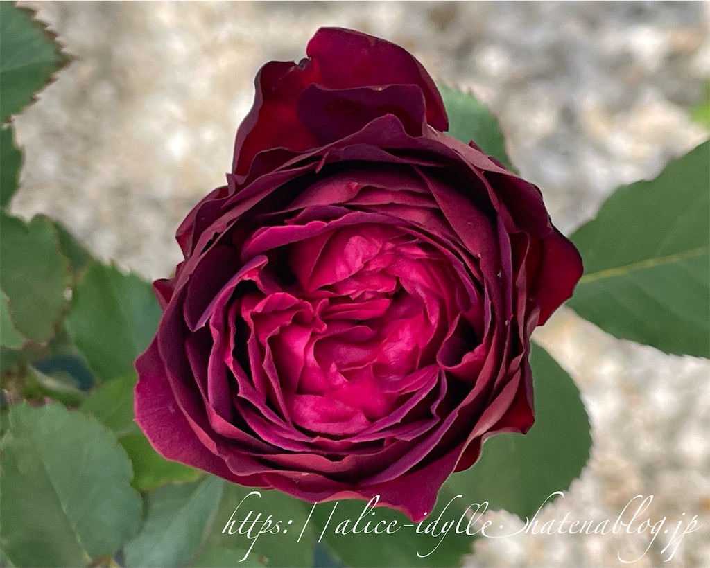 f:id:alice85:20230429143342j:image