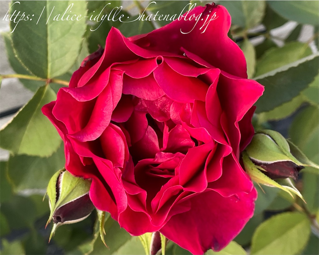 f:id:alice85:20230429143345j:image