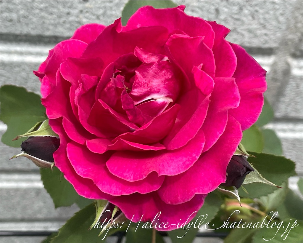 f:id:alice85:20230429143556j:image