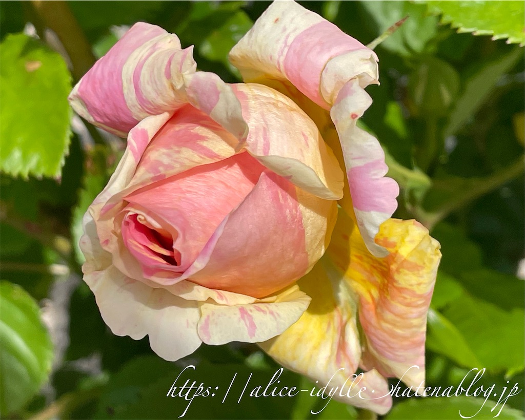 f:id:alice85:20230429143731j:image