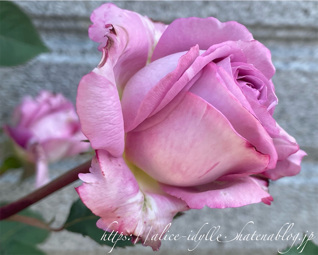 f:id:alice85:20230503090928j:image