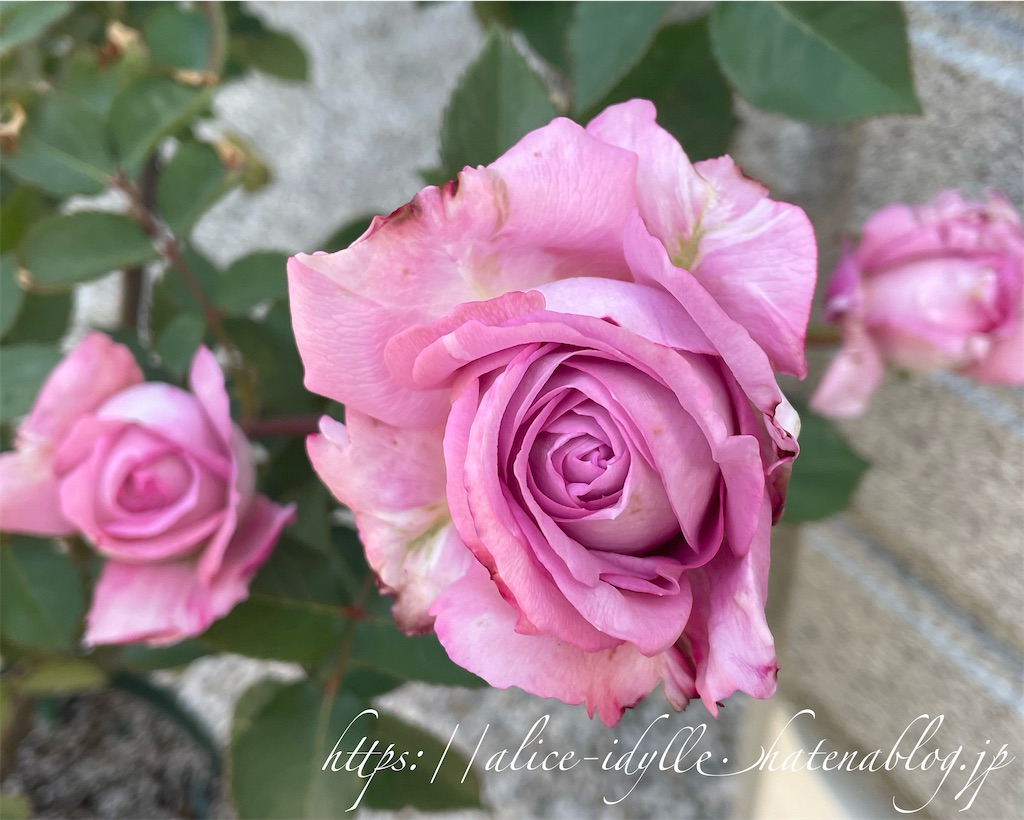 f:id:alice85:20230503090931j:image