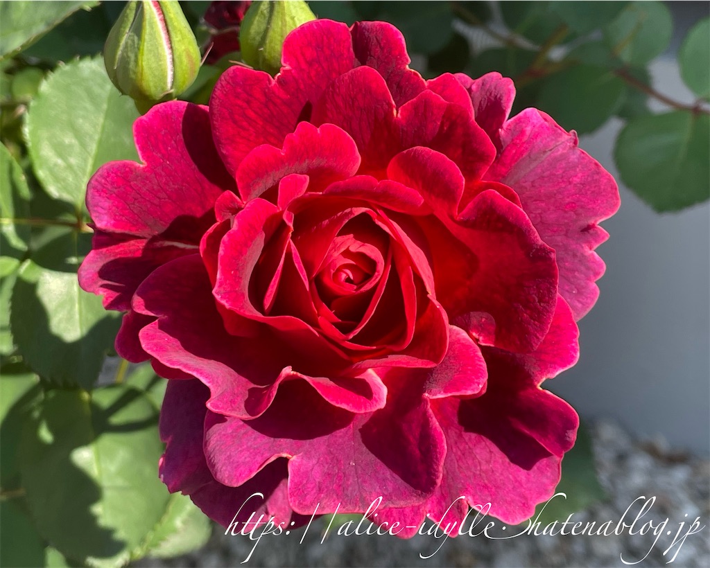 f:id:alice85:20230503090933j:image