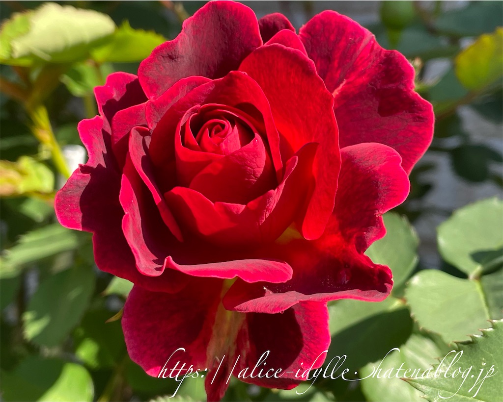 f:id:alice85:20230503090936j:image