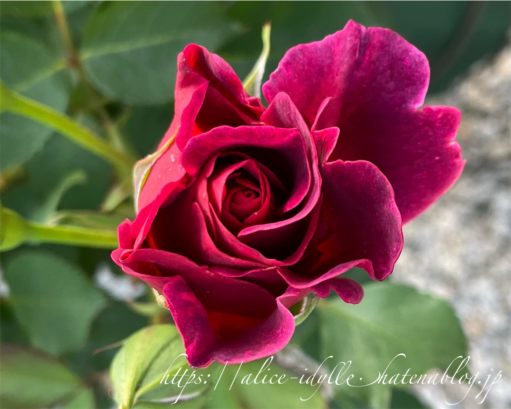 f:id:alice85:20230503090941j:image