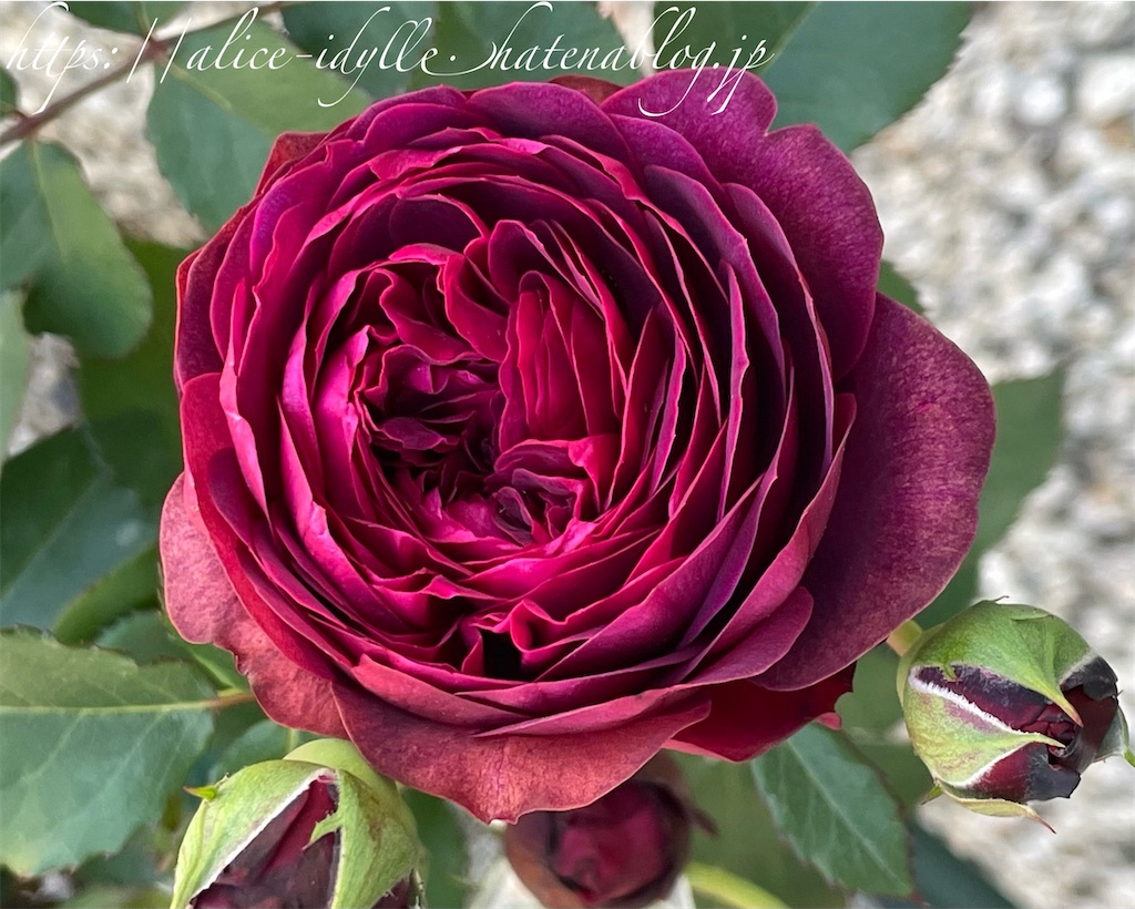 f:id:alice85:20230503093239j:image