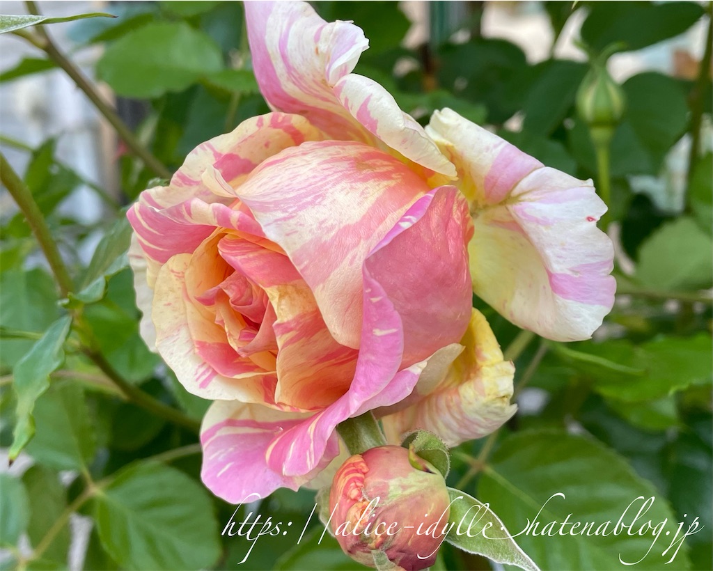 f:id:alice85:20230503140519j:image