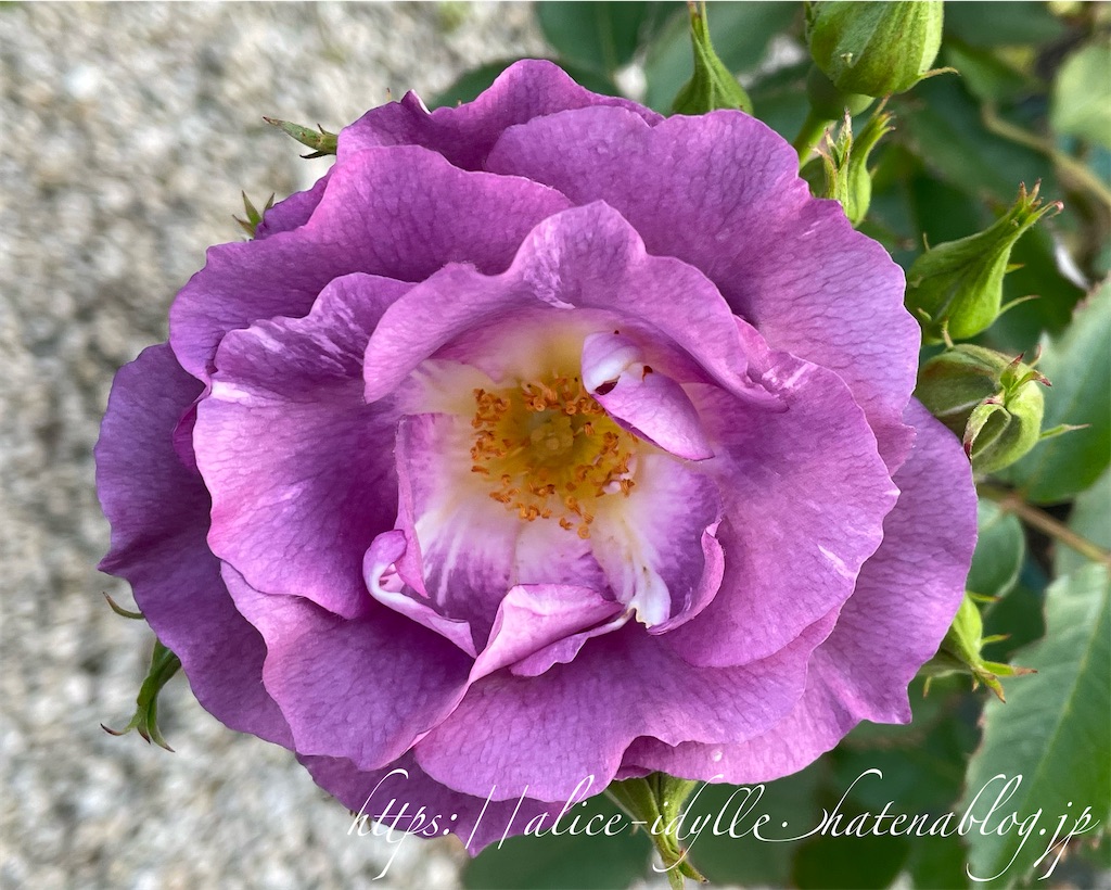 f:id:alice85:20230503140522j:image