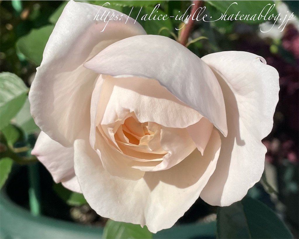 f:id:alice85:20230503140525j:image